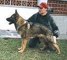 Dixi z Kvetoucch topol